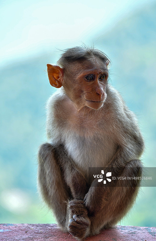 特写：印度泰米尔纳德邦挡土墙上的猕猴图片素材