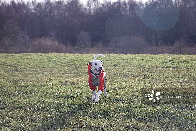 女人在田野中行走全身照图片素材