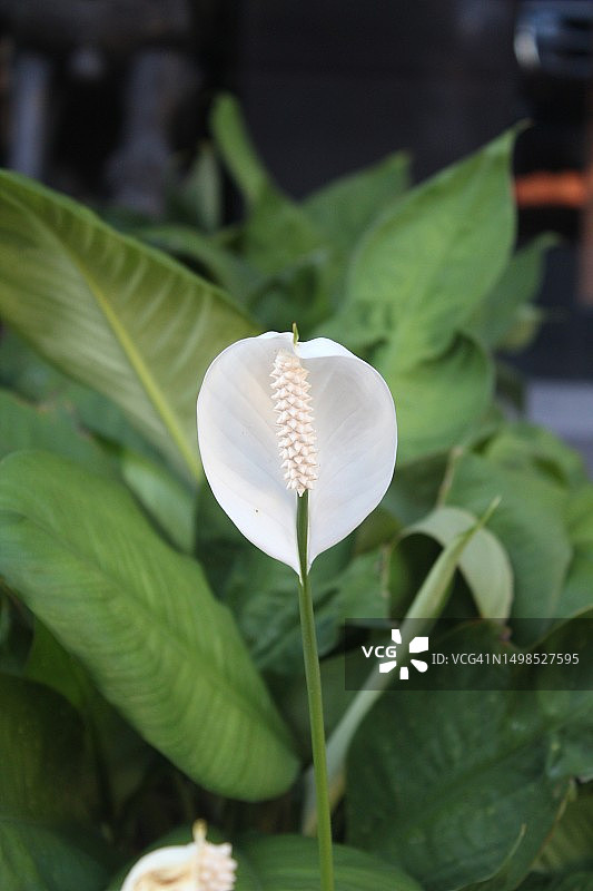 菲律宾黎牙实比市白色开花植物特写图片素材