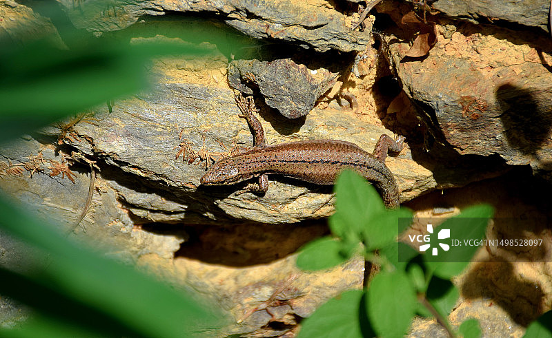 法国维埃纳岩石上的蜥蜴特写图片素材