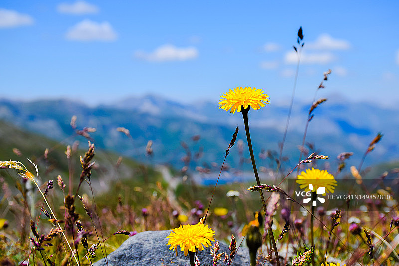 黄色植物鲜花特写，田野，维埃纳，法国图片素材