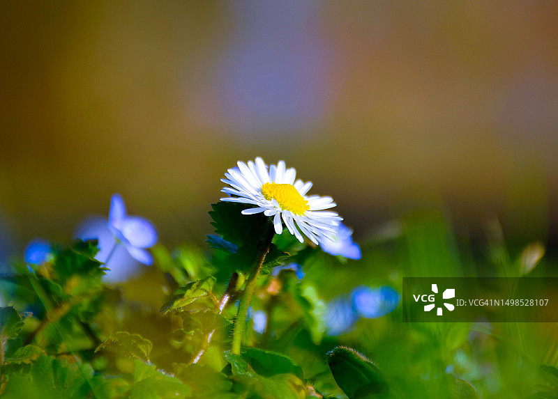 紫色植物花朵特写，法国维埃纳图片素材