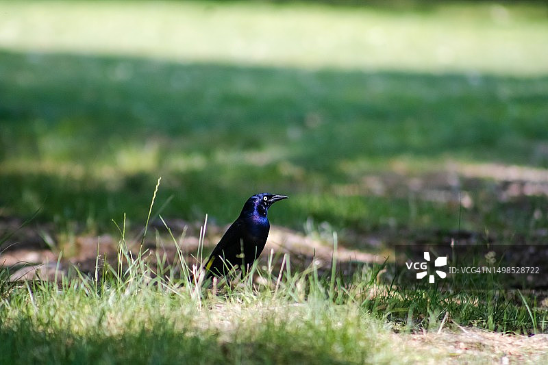 栖息在草地上的歌八哥特写，美国纽约亨廷顿图片素材