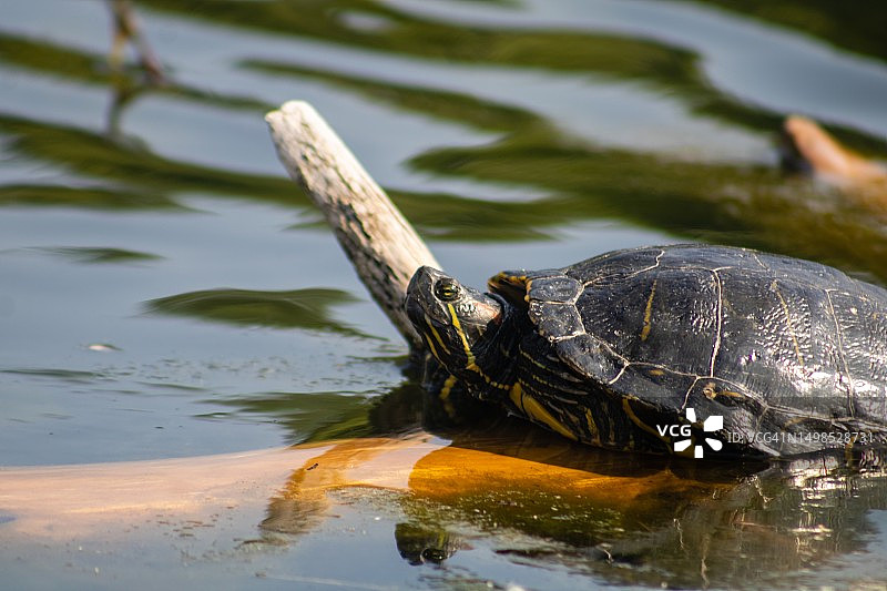 在美国纽约州亨廷顿湖中游泳的红耳龟特写图片素材