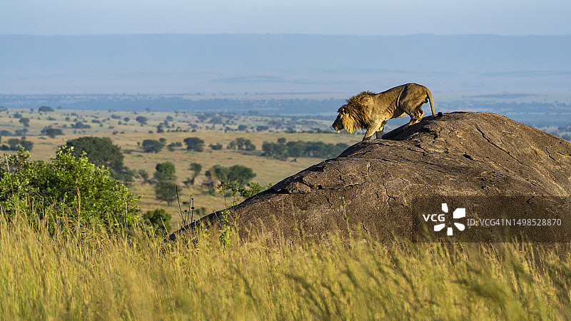 清晨，一头狮子从岩石上下来图片素材