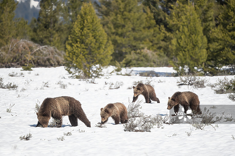 灰熊一家在黄石生态系统中穿梭于冰雪森林图片素材