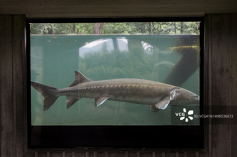 俄勒冈州 Cascade Locks 鱼孵化场的大型鲟鱼图片素材