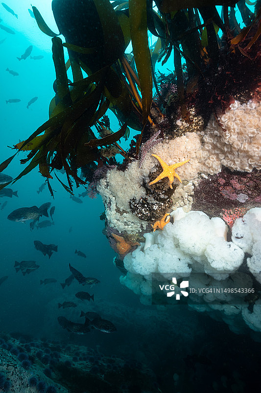 加利福尼亚北部生物多样性的珊瑚礁图片素材