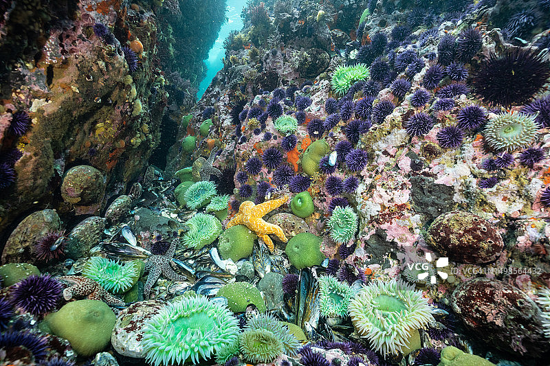 北加利福尼亚州潮间带海洋生物图片素材