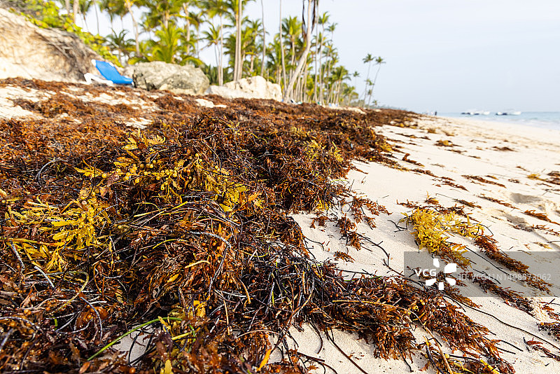 蓬塔卡纳的马尾藻图片素材