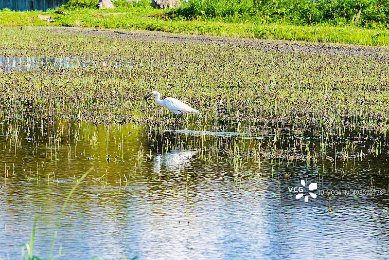 白鹭在稻田中捕食图片素材