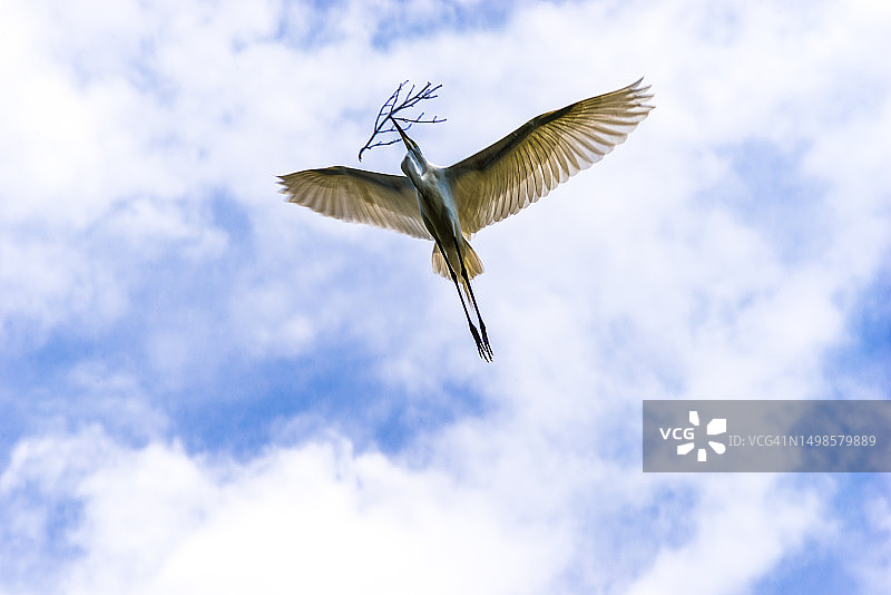 栖息在树顶的苍鹭图片素材