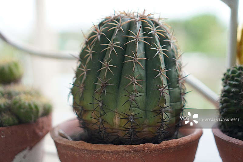 秘鲁天轮柱仙人掌图片素材