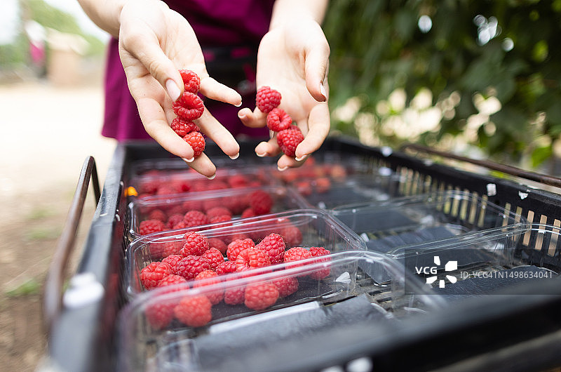 农民采摘新鲜覆盆子图片素材