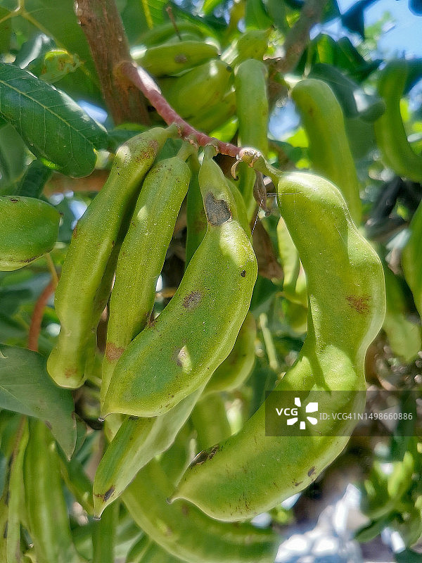 长豆角图片素材