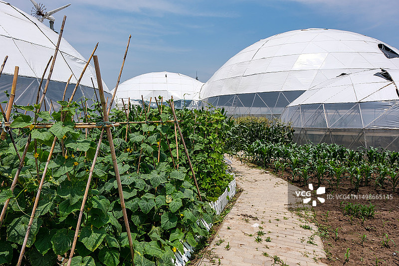 家庭有机蔬菜园图片素材