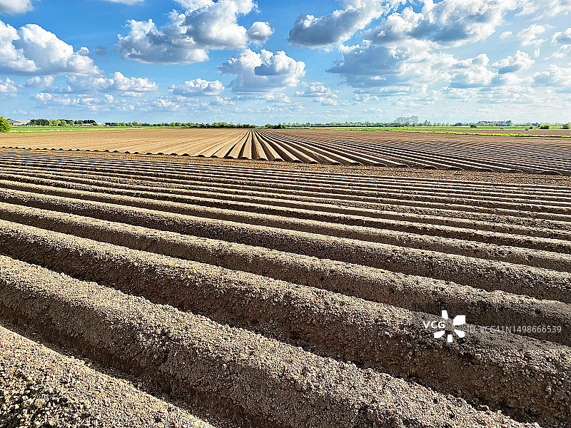 英国林肯郡的马铃薯垄 Field图片素材