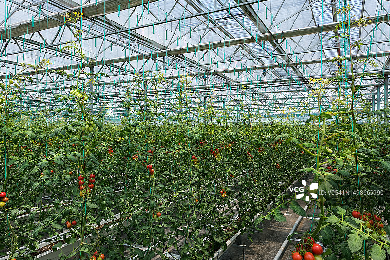水培番茄生产温室图片素材
