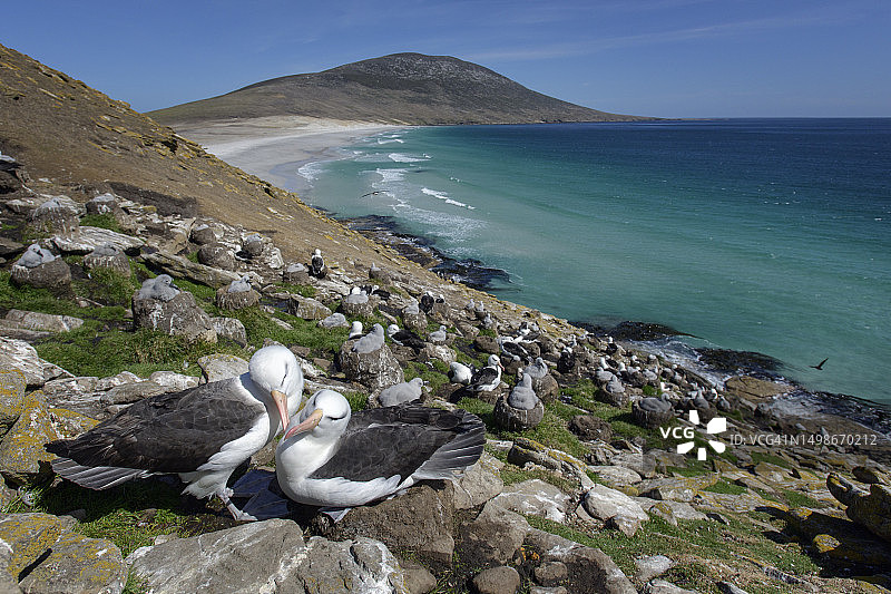 两只黑眉信天翁与桑德斯海岬的风景图片素材