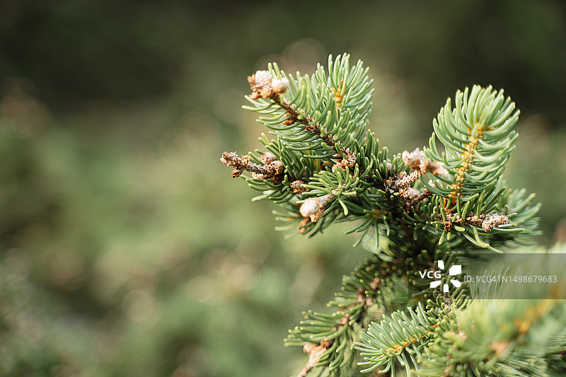 法国阿尔卑斯山的冷杉或云杉与针叶松果图片素材