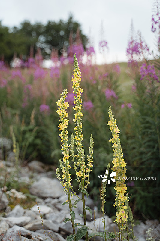 天然公园保护区内的黄色深色毛蕊花图片素材