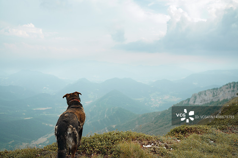 山顶牧羊犬眺望山谷，探索与远方图片素材