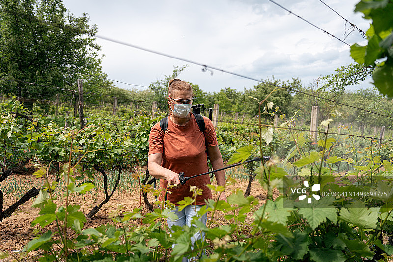 年长的白人女农场主戴着防护眼镜和口罩在葡萄园喷洒农药图片素材
