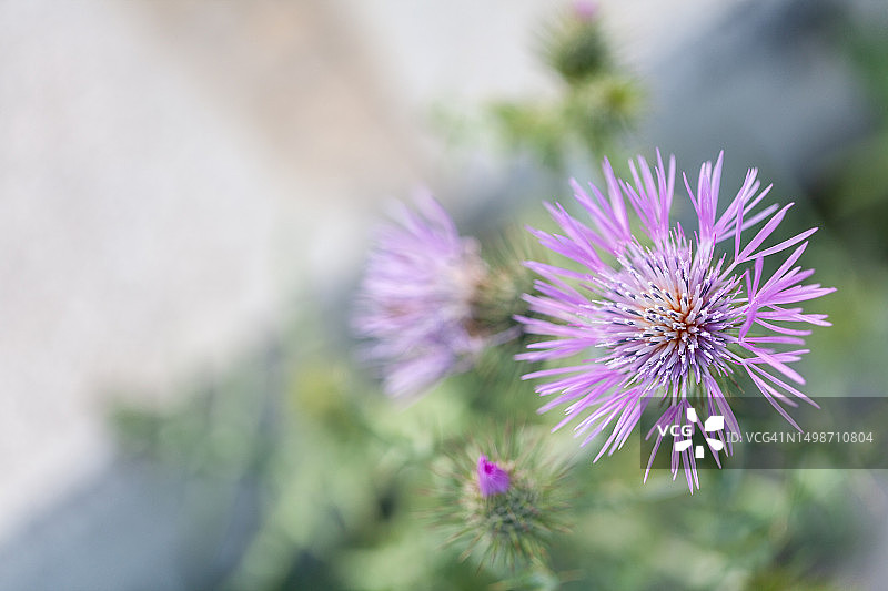 美丽野生花朵细节图片素材