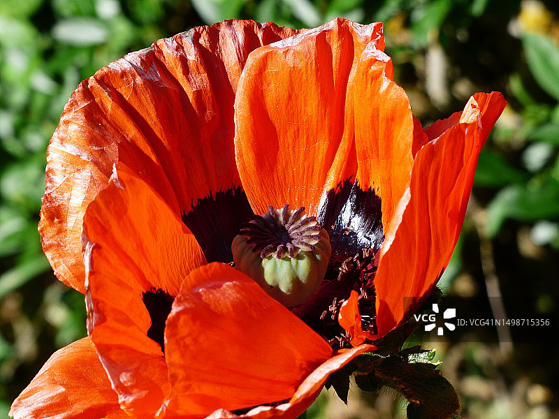 橙色罂粟花特写图片素材