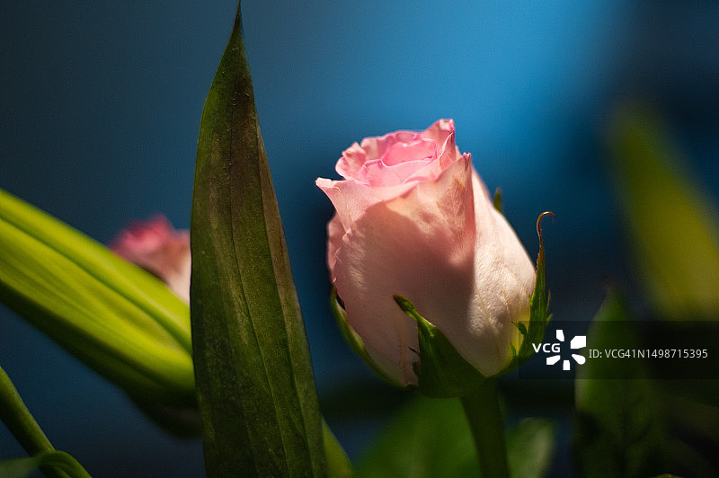 美国纽约粉色玫瑰花特写图片素材