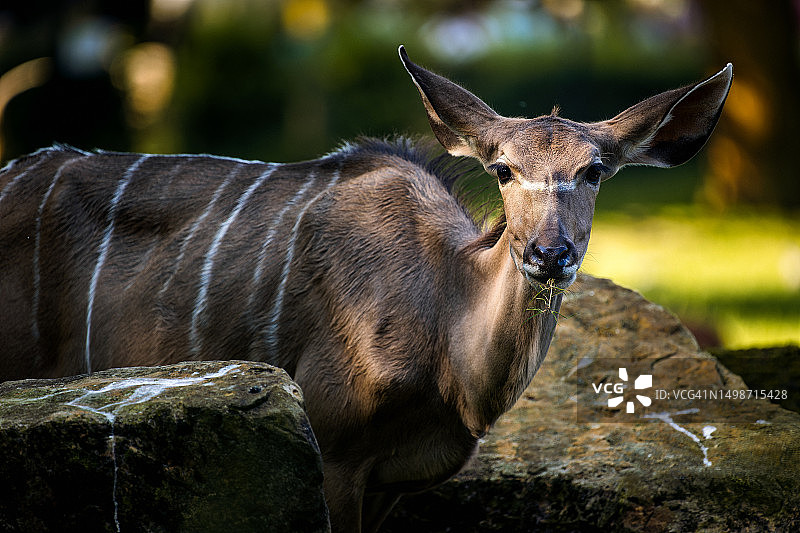 岩石上站立的鹿特写图片素材