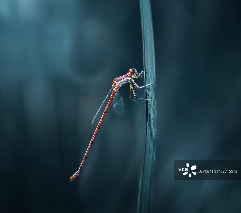 植物上的蜻蜓特写，美国马萨诸塞州波士顿图片素材