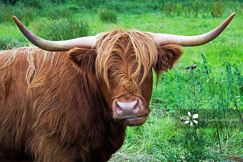 站在田野上的高地牛画像，英国马格拉费尔特图片素材