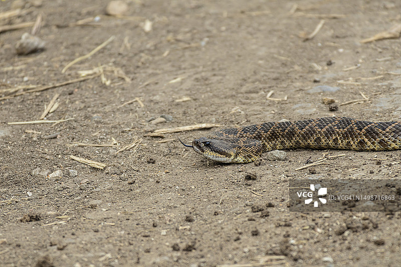 沙滩上的蜥蜴俯视图图片素材
