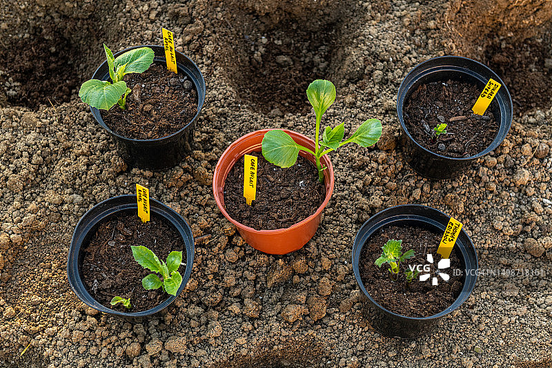 斯洛伐克田野植物高角度视图图片素材