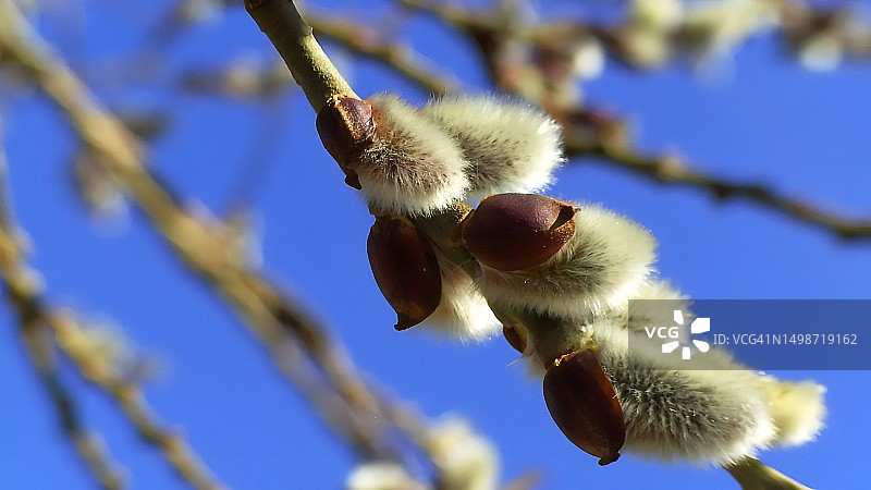 俄罗斯仰视树上生长的水果图片素材