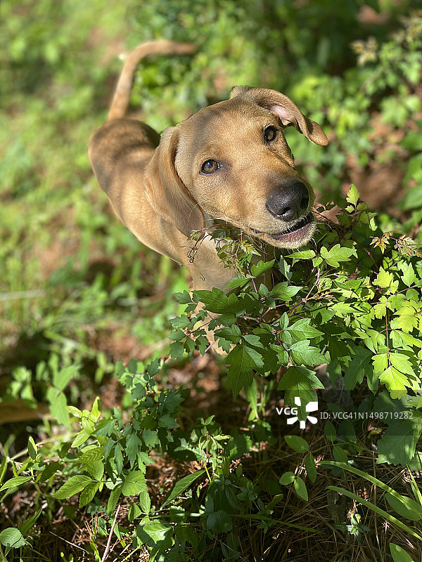 猎犬站在德克萨斯州田野上的特写图片素材