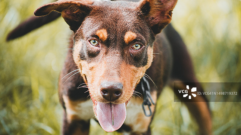 澳大利亚田野上纯种牧羊犬的特写图片素材