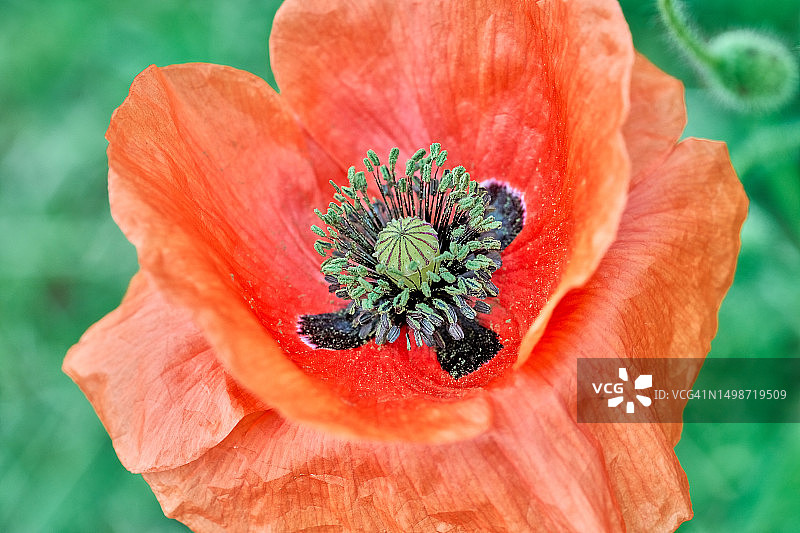 红色罂粟花特写，波兰图片素材
