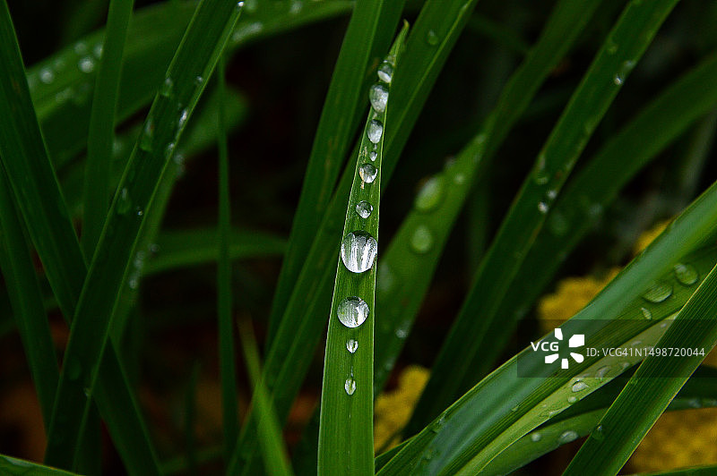 雨季湿润草地特写，美国弗吉尼亚州图片素材