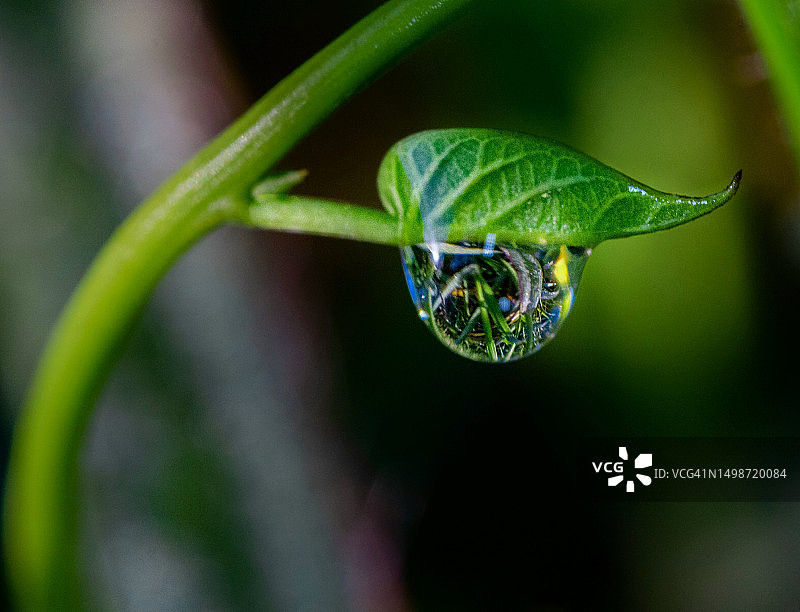 叶子上的水滴特写，古巴马坦萨斯Cienaga de Zapata图片素材