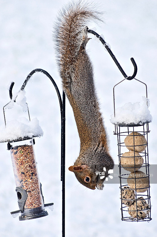 雪地上的灰松鼠特写，英国林肯郡北部图片素材