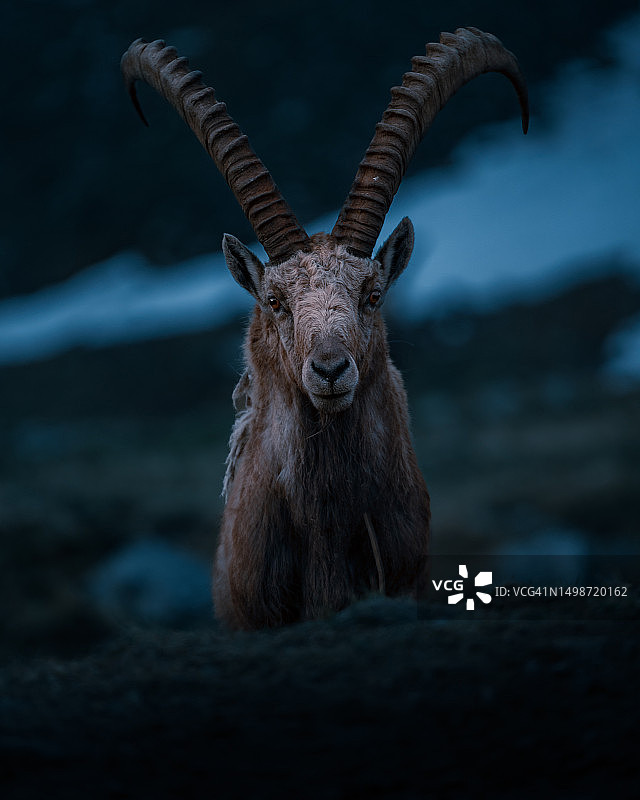 站在陆地上的角状野生山羊肖像图片素材