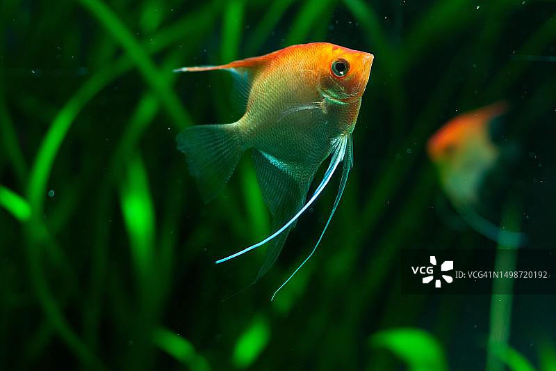 热带金神仙鱼在水族箱中畅游特写图片素材