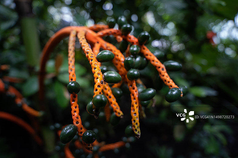 英国伦敦树上生长的水果特写图片素材