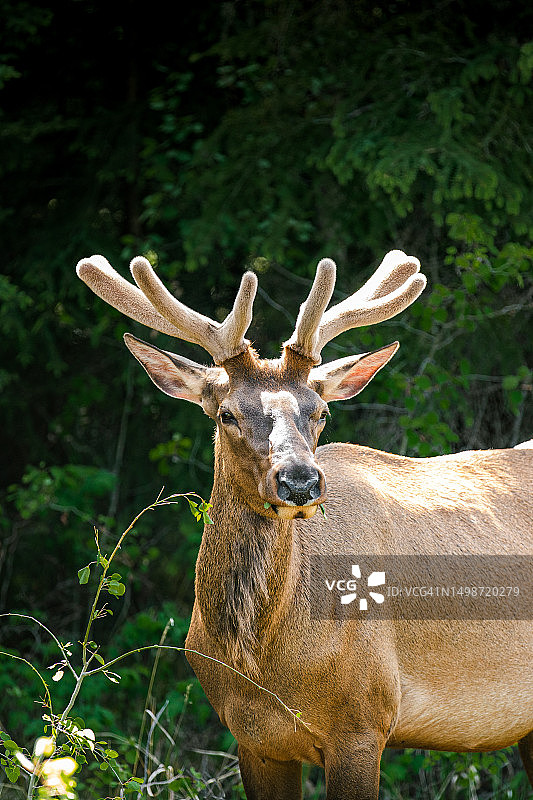艾伯塔省原野上的红色骡鹿肖像，加拿大图片素材