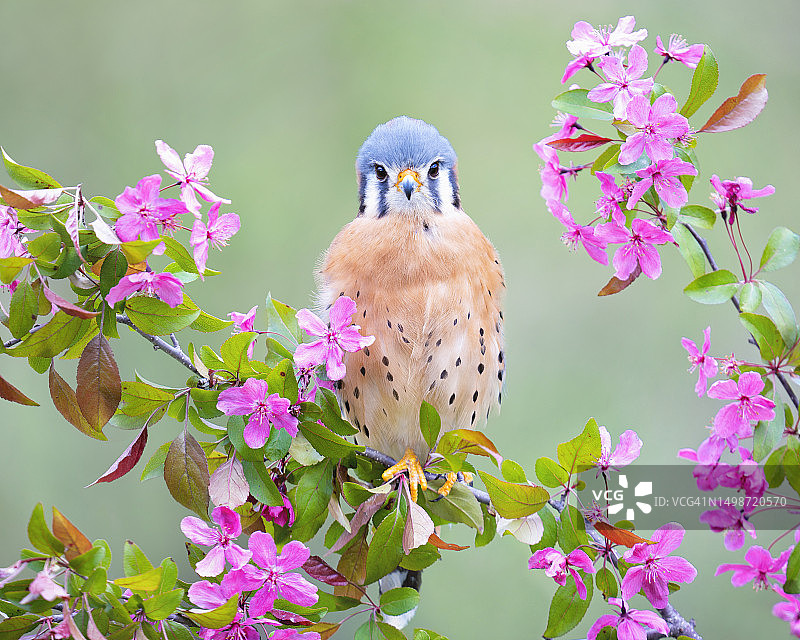 美国密歇根州豪厄尔市栖息在植物上的红隼特写图片素材