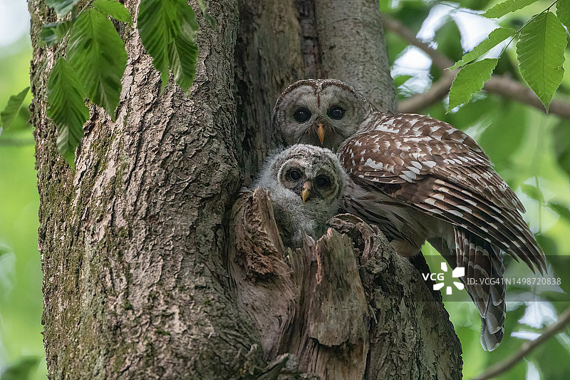 两只栖息在树上的猫头鹰，美国康涅狄格州东哈特福德图片素材