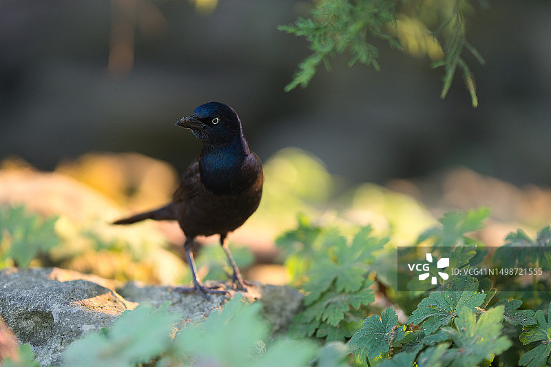 加拿大安大略省的鸣禽黑鸟栖息在植物上特写图片素材