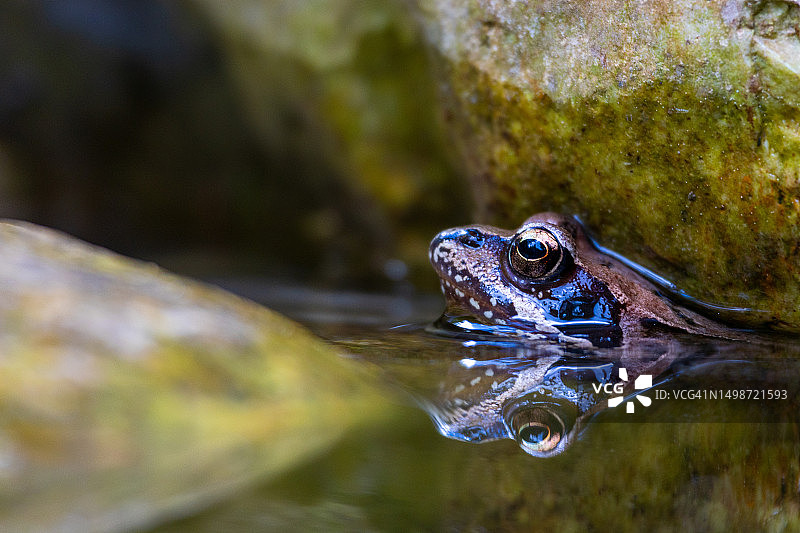 奥地利湖中游泳的青蛙特写图片素材